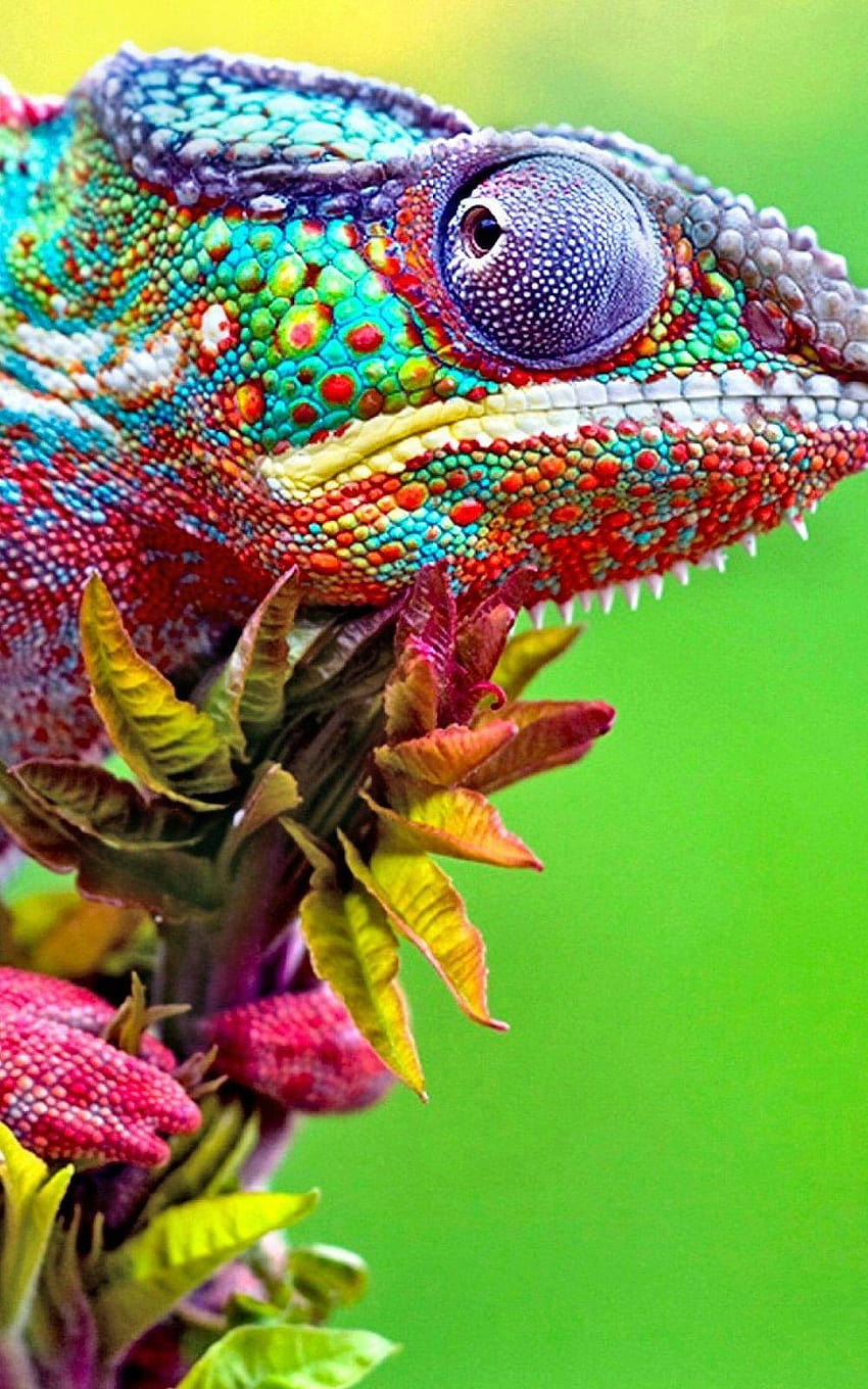 Kolorowy kameleon z bliska iPhone 6 Plus, oko kameleona Tapeta na telefon HD
