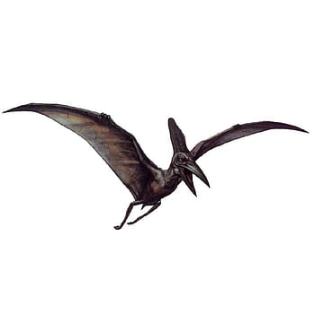 Pterodactyl , Pteranodon HD wallpaper | Pxfuel