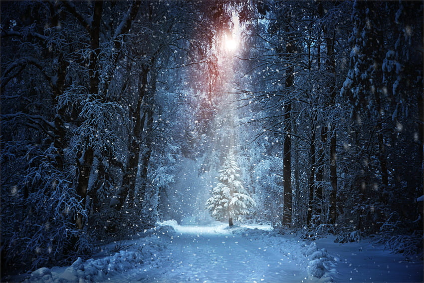 in 2020, christmas night woodland HD wallpaper