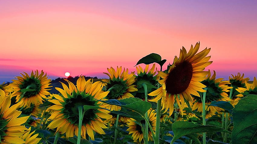 Sunflowers , Backgrounds, sunflower aesthetic sunset HD wallpaper | Pxfuel