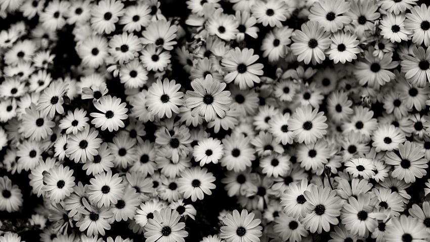 Flores completas, s, flores negras fondo de pantalla | Pxfuel