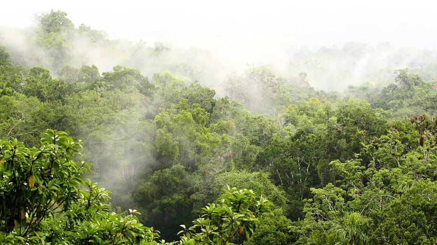 Rainforest sound 11 hours. Rainforest Reverie, natural sound of a rainforest for relaxation, rainforest path ultra HD wallpaper