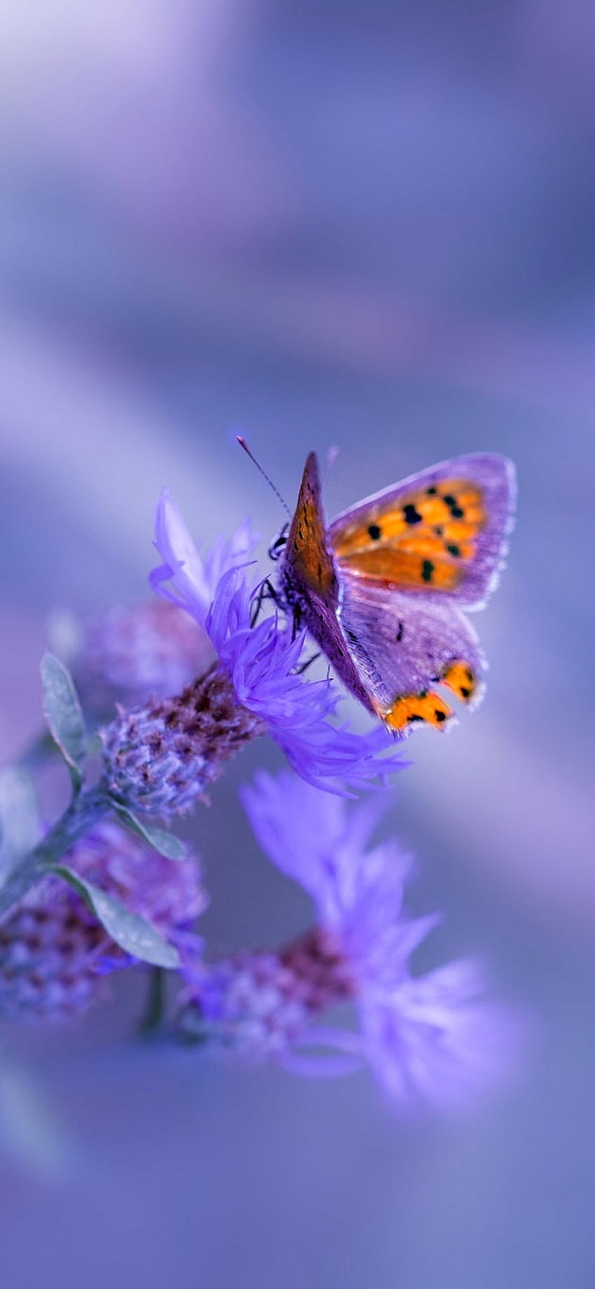1125x2436 Пеперуда Лилаво цвете Iphone XS,Iphone 10,Iphone X , Фонове и, iphone лилава пеперуда HD тапет за телефон