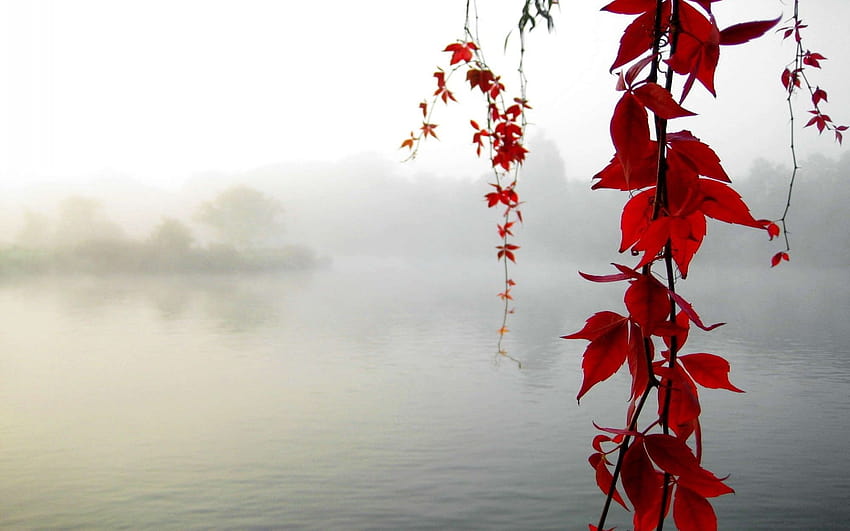 Mgła, jesień, tła, staw, klon, mgła, gałąź, wyspy, jeziora, poranek, świeże powietrze, natura, smartfon, kolorowa mgła, roślina, liście, upadek, drzewa, pory roku, poranna mgła Tapeta HD