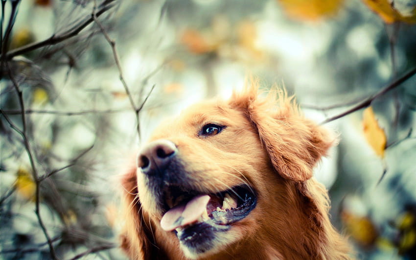 Golden Retriever Dog Autumn, summer golden retrievers HD wallpaper