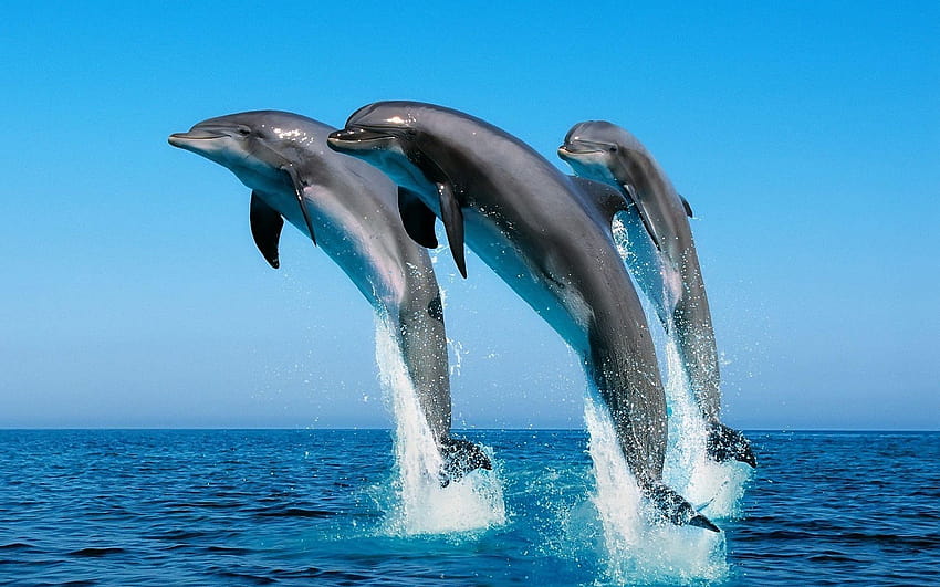 171 Delfin, tła delfinów Tapeta HD
