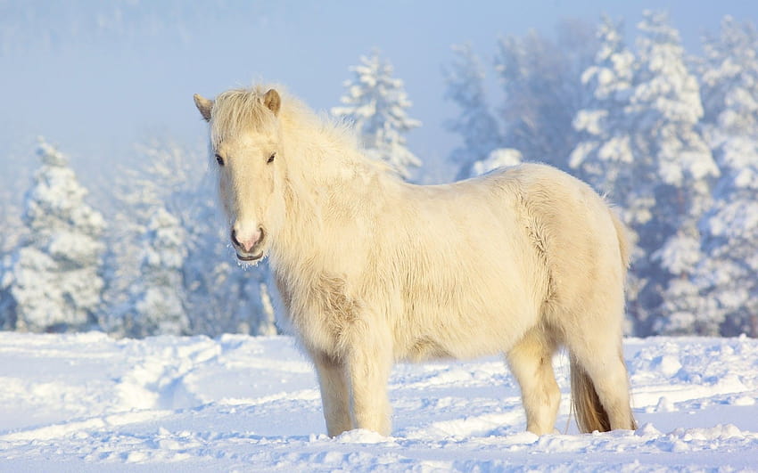 Winter snow white horses iceland snow landscapes Animals Horse, beautiful winter horse HD wallpaper