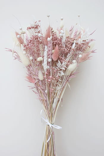 Pink and white dried flowers HD wallpapers | Pxfuel