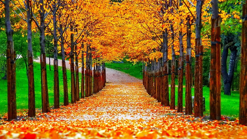 Renatures, golden autumn reflections HD wallpaper