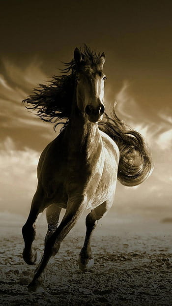 Beautiful White Horse Galloping In Field Hd Wallpaper Widescreen :  Wallpapers13.com
