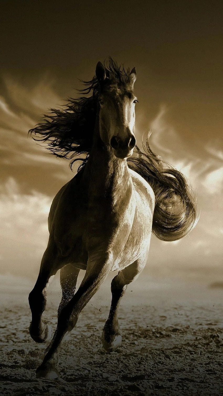 Running Horse For Mobile ... Tipp, laufendes Pferdetelefon HD-Handy-Hintergrundbild