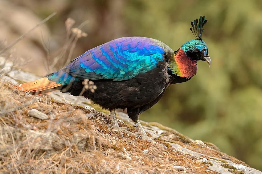 Himalayan Monal Birds HD wallpaper | Pxfuel