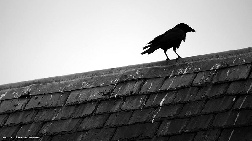 raven rooftop house bird black / birds backgrounds, raven bird HD wallpaper