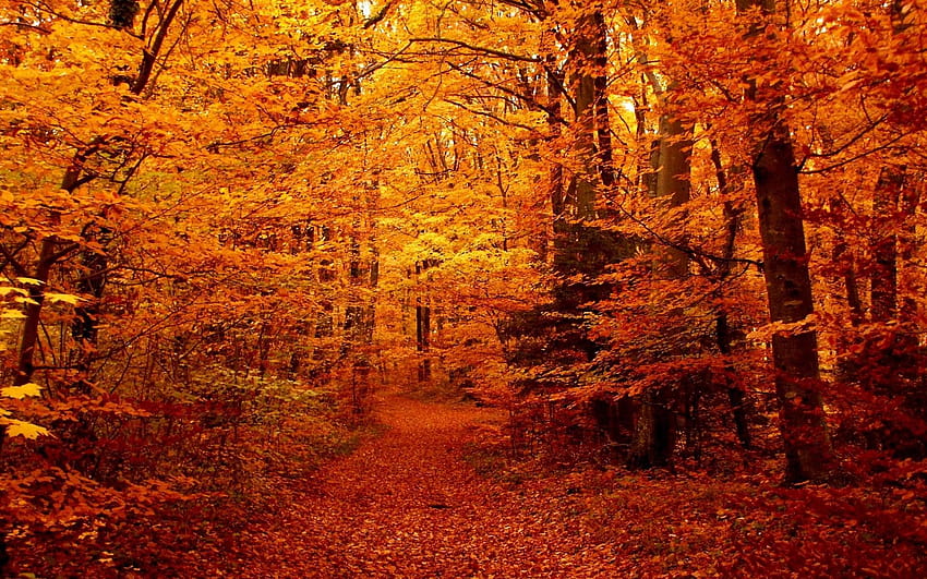 Temporadas de otoño, ambiente otoñal. fondo de pantalla
