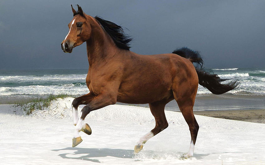 Biegnący koń 4328 Pełne, biegnące konie Tapeta HD
