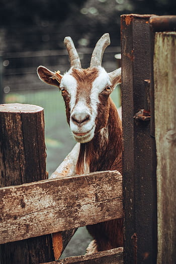 Page 30, a goat HD wallpapers