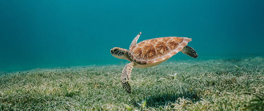 2560x1080 Schildkröte, Meer, Wasser, Boden, Algen, zwei breite Hintergründe, Meeresboden HD-Hintergrundbild