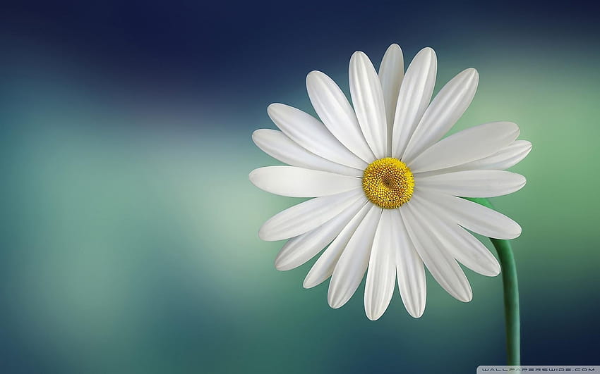 Marguerite Daisy Flower ❤ dla Ultra, stokrotki i robaczka Tapeta HD