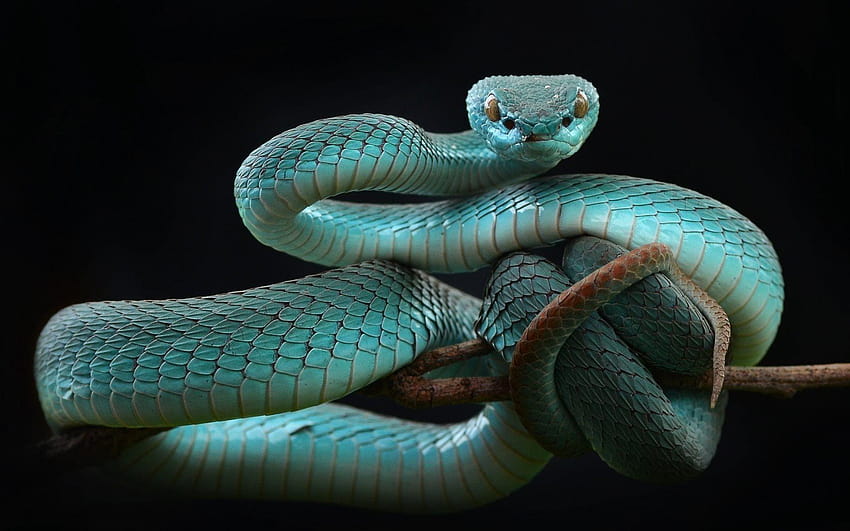 blue snake, beautiful snake, Trimeresurus HD wallpaper