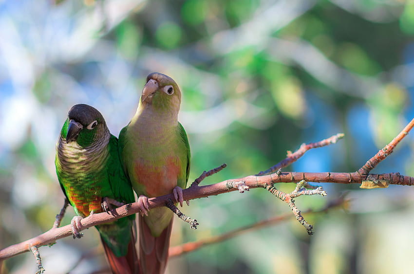 Green cheek conure parrots, green cheeked parakeet HD wallpaper