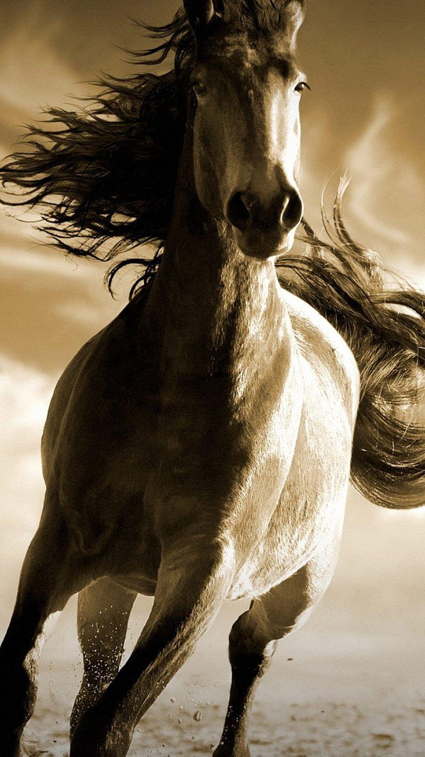 Running Horse Pure Ultra Mobile, cavalo móvel Papel de parede de celular HD