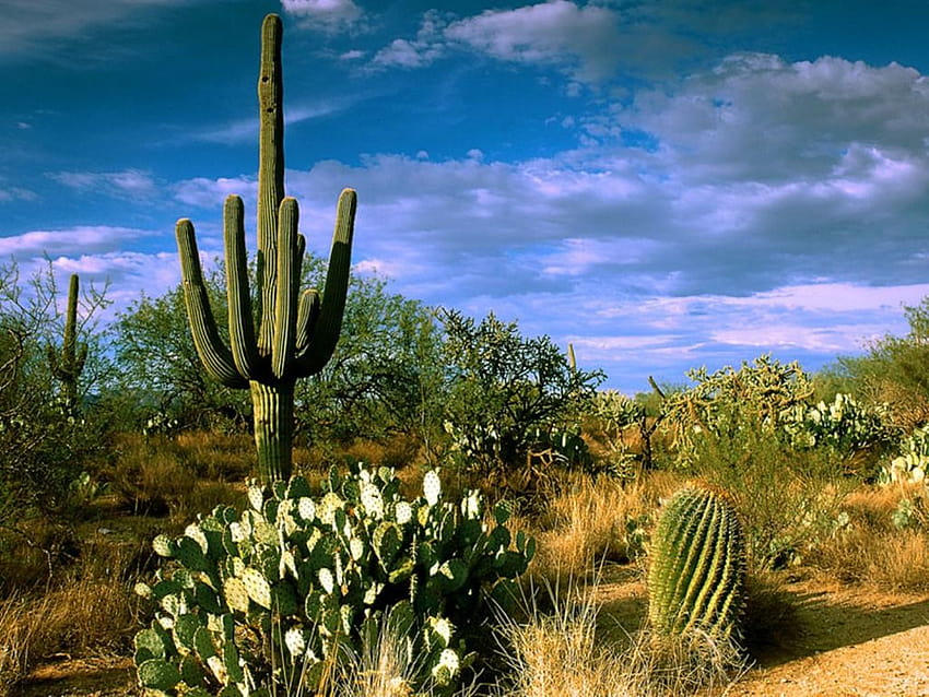 New Century Marketing on beautiful places, desert cactus HD wallpaper