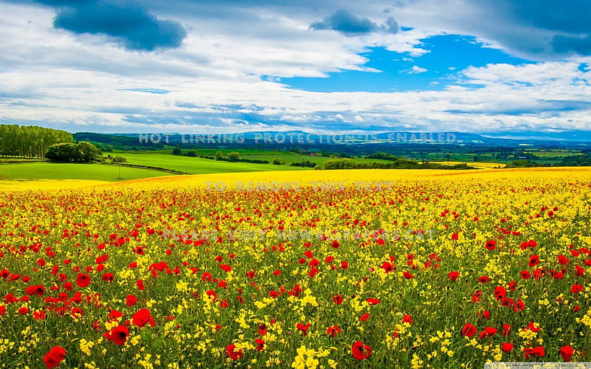 flower field in spring poppies blue sky, spring flower field HD wallpaper