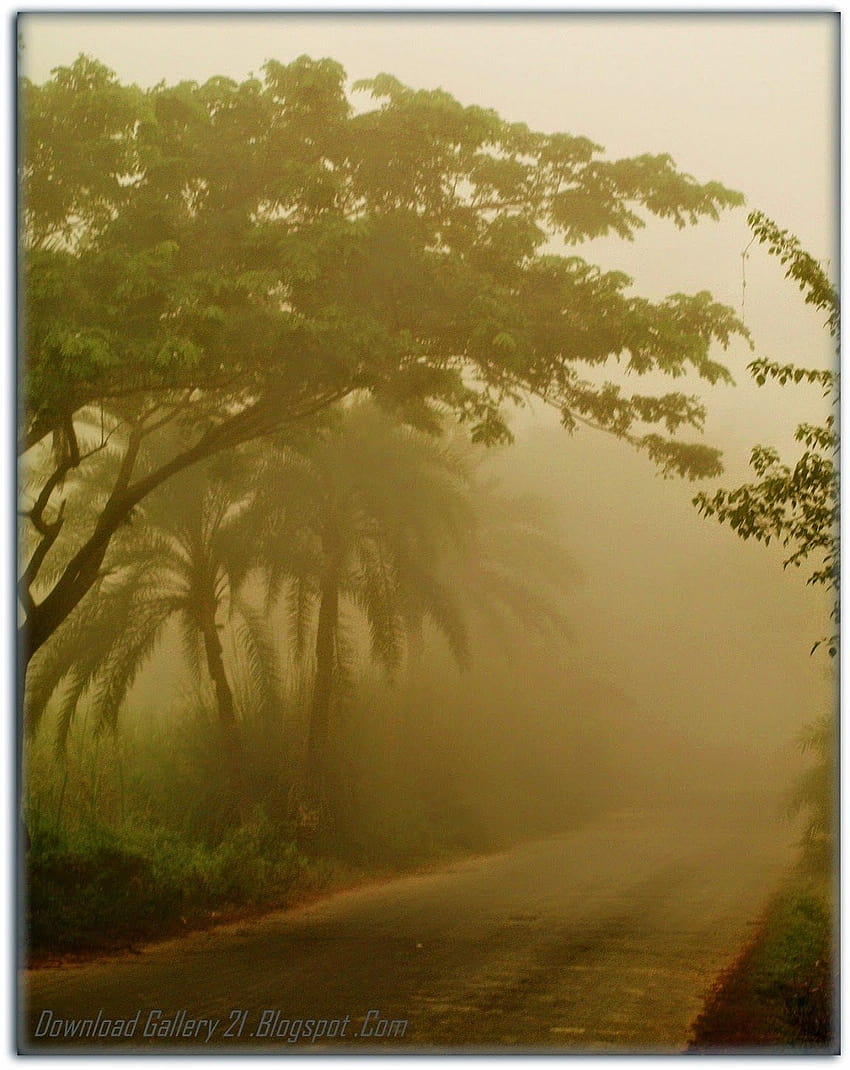Alba del Bangladesh Winter Morning Gallery Sfondo del telefono HD