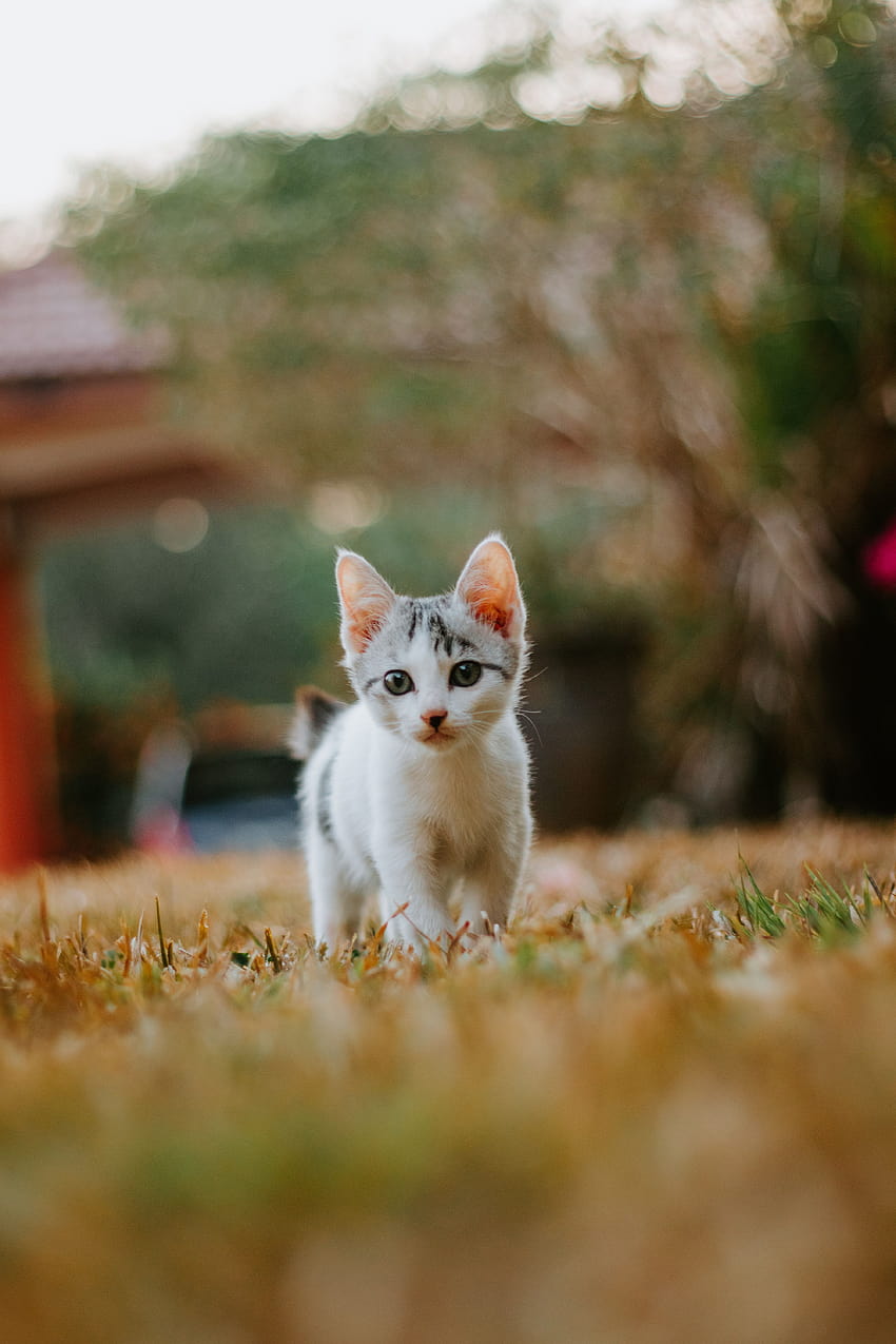 작은 귀여운 사랑스러운 흰색 고양이 아기 고양이 귀여운 동물 새끼 고양이 가장 귀여운 [4000x6000] 모바일 및 태블릿, 작은 고양이 HD 전화 배경 화면