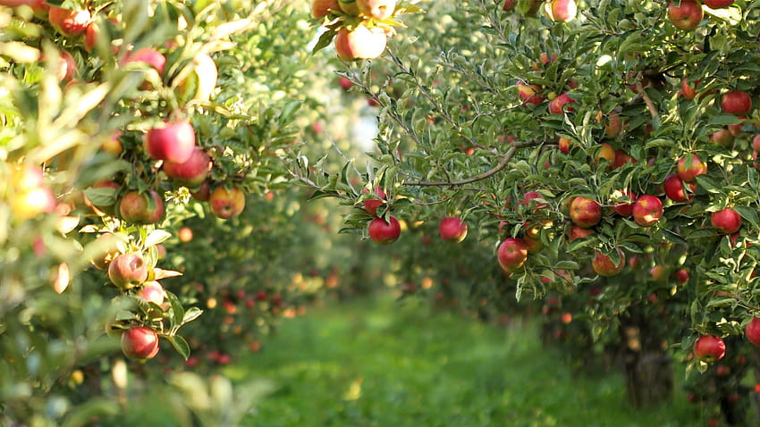 เก็บแอปเปิ้ล สวนผลไม้ วอลล์เปเปอร์ HD