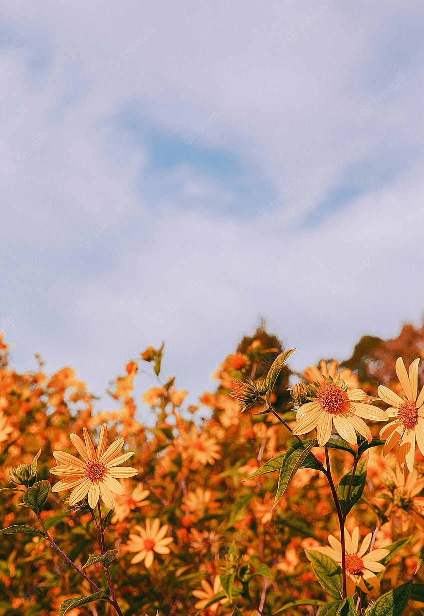Thẩm mỹ hoa mùa hè luôn là nguồn cảm hứng vô tận cho các nhiếp ảnh gia. Hãy đắm mình vào những cánh hoa tươi sáng, hoang dã và đầy màu sắc, tạo nên các cảnh quan đẹp như mơ với sắc hoa làm say đắm trái tim.