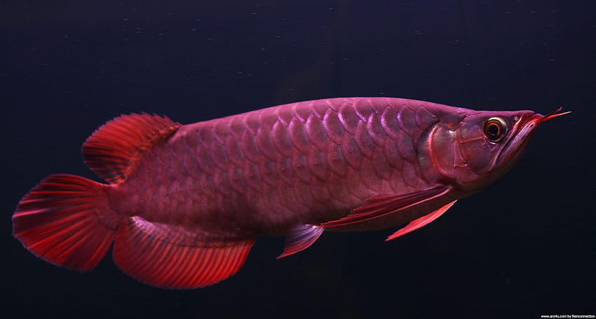 Golden Red Arowana Fish, asian arowana HD wallpaper