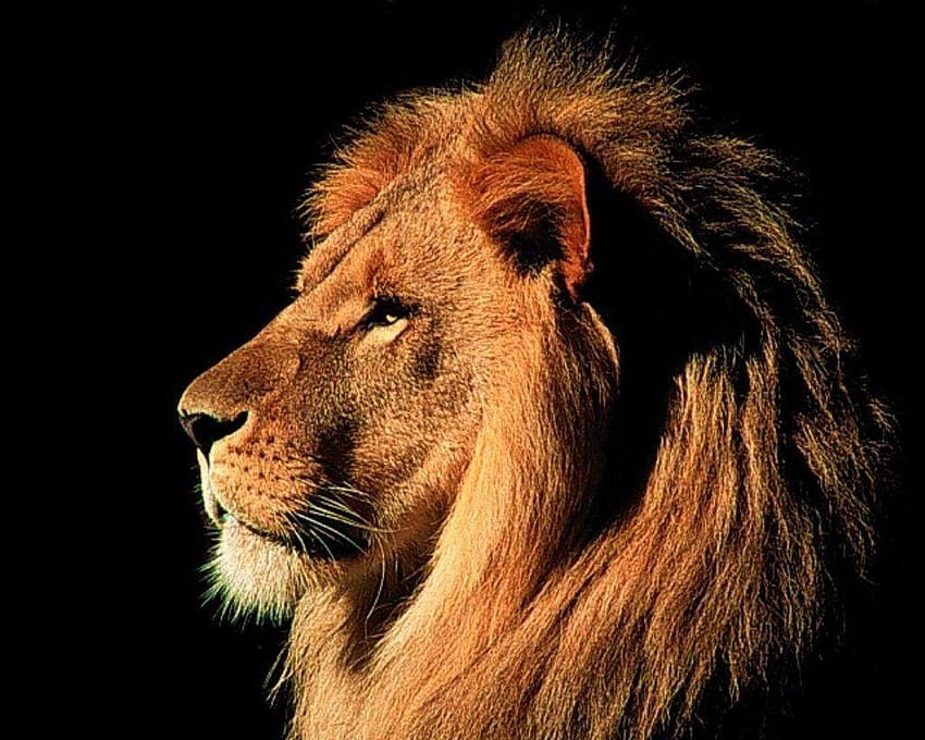 2 best ideas about Lion, wild lion HD wallpaper