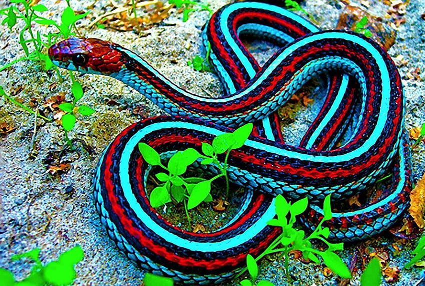 : Powerful snakes, snaks HD wallpaper