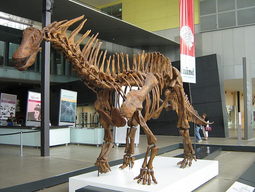 Amargasaurus Amargasaur sauropod dinosaur dinosaurs fossil… HD wallpaper