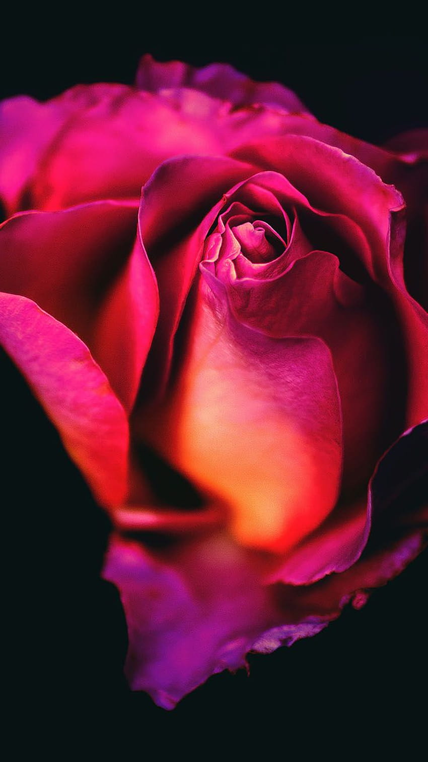 29 Romantic Roses iPhone X, rose iphone HD phone wallpaper