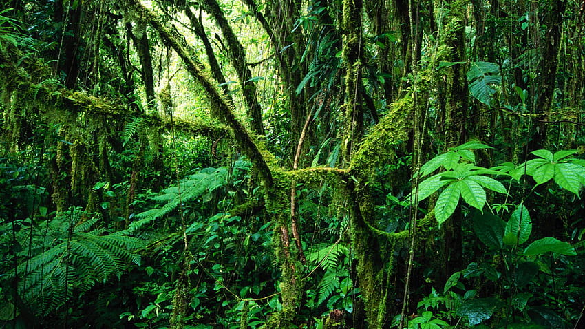 Jungle backgrounds, rainforest path ultra HD wallpaper
