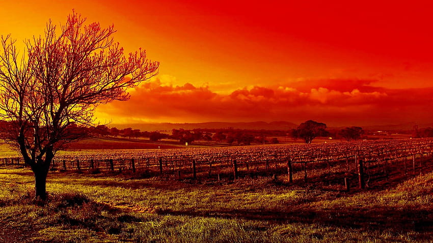 tree, sunset, autumn, vineyard, red, autumn sunset HD wallpaper