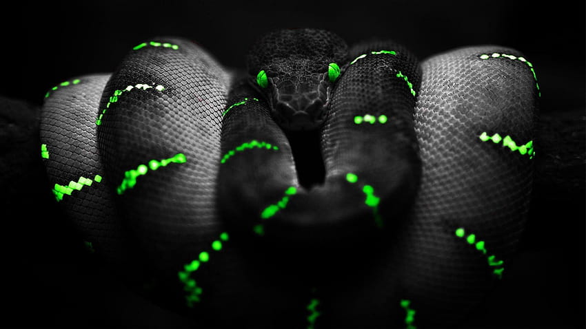 Snake of the dark, dark 1920x1080 HD wallpaper | Pxfuel