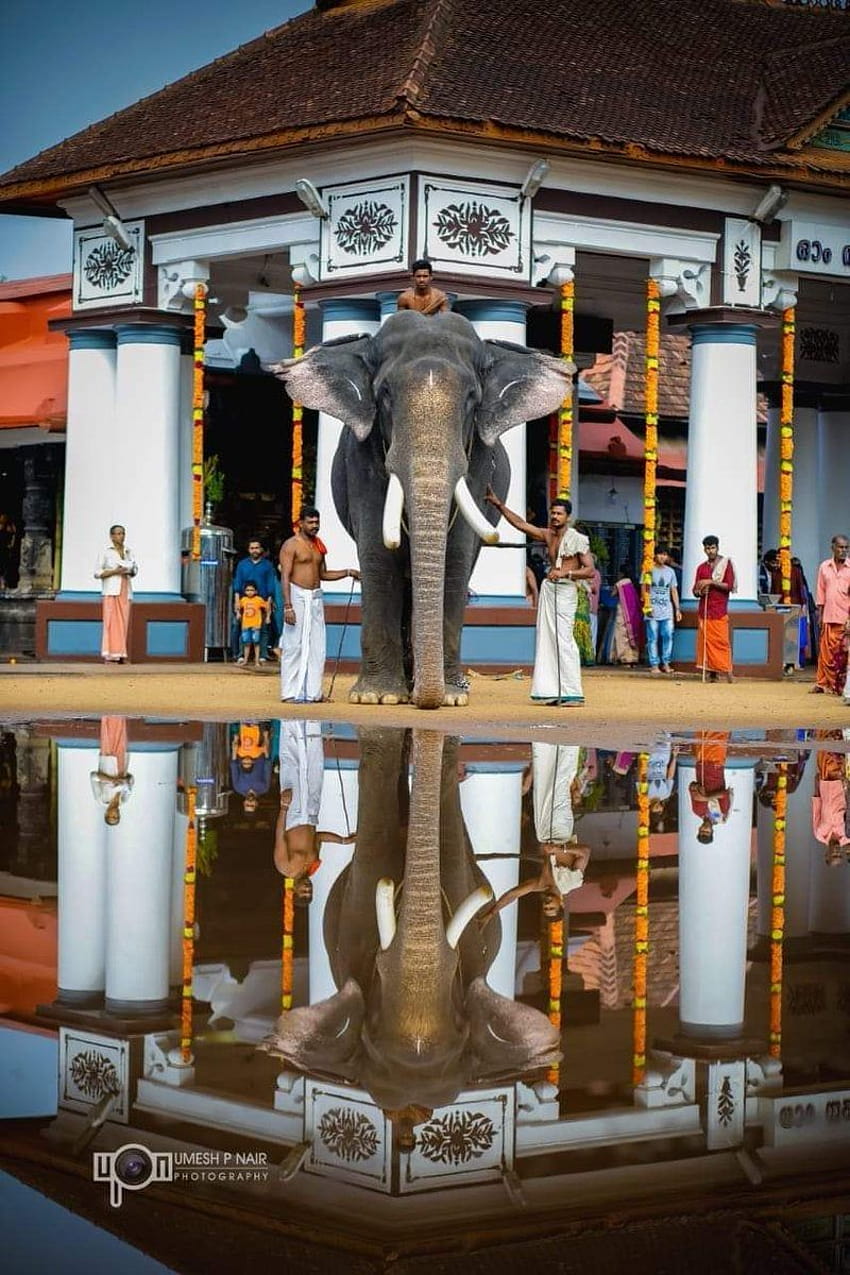Kerala : King of Tuskers, Pambadi Rajan est au temple de Vaikom ! : IndiaSpeaks Fond d'écran de téléphone HD