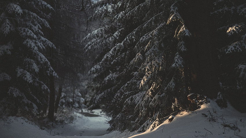Neve scura della foresta invernale, scura di neve Sfondo HD