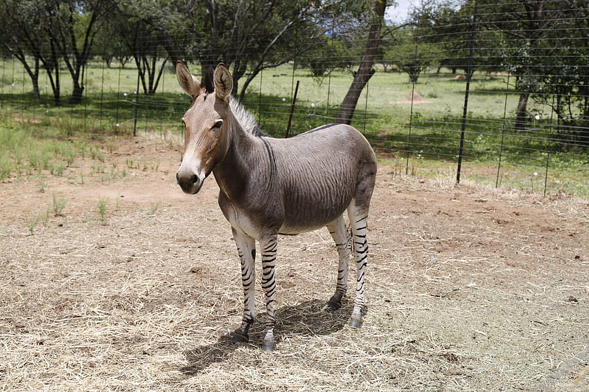 A zebroid,also known as, zedonk, zorse, zebra mule, zonkey, and HD wallpaper