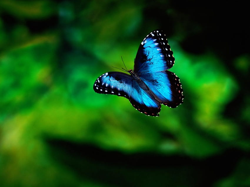 Blue Butterfly, morpho butterflies HD wallpaper