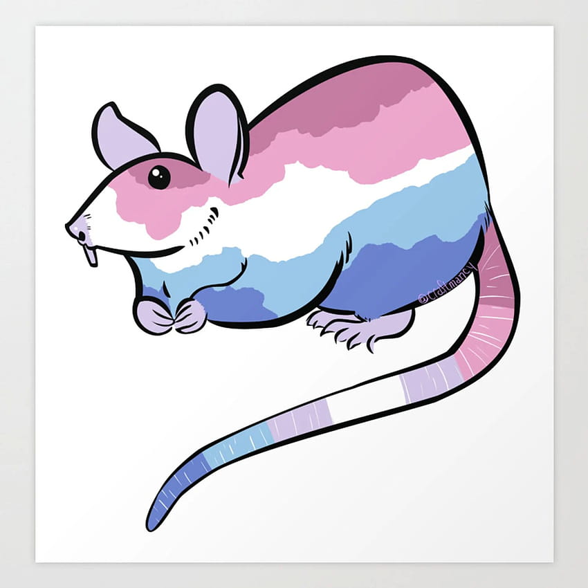 Bigender Nonbinary LGBTQ+ Pride Flag Fancy Rat Art Print by craftmancy, bi gender HD phone wallpaper