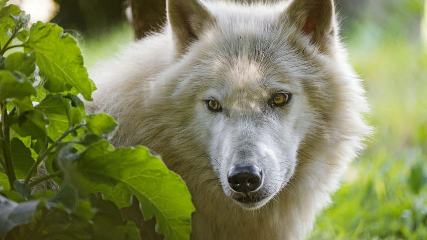 Fondos de pantalla animales salvajes, lobos salvajes HD wallpaper | Pxfuel
