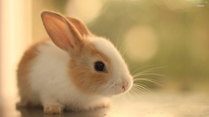 Baby Bunnies, baby bunny HD wallpaper | Pxfuel