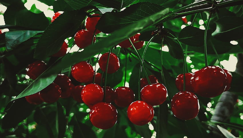 Sweet vs. Sour Cherries: Everything You Need to Know Before You