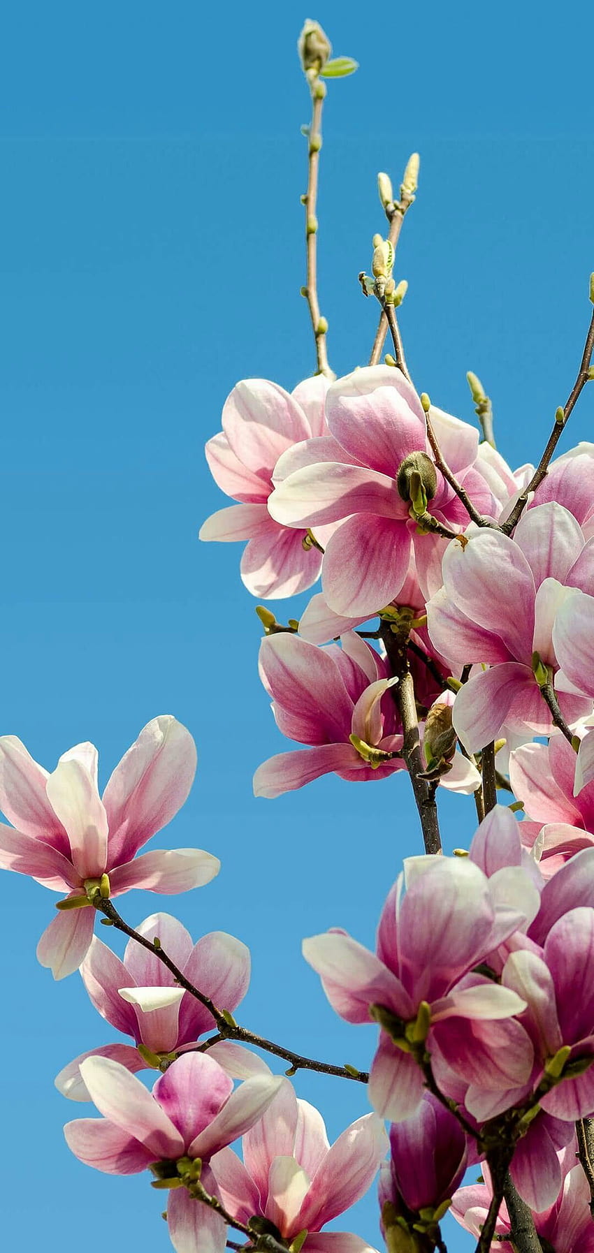 Chinesische Magnolie HD-Handy-Hintergrundbild