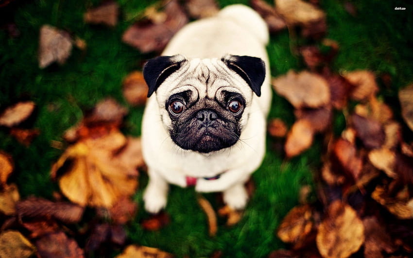 Pug de otoño fondo de pantalla | Pxfuel