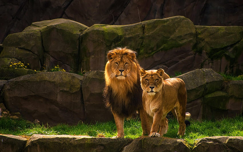 Leoni Leonessa Due animali 3840x2400, leone e leonessa Sfondo HD